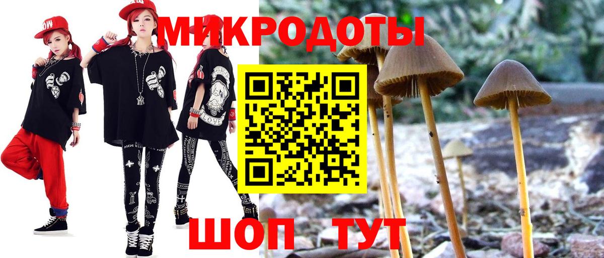 Псилоцибиновые грибы Psilocybe Калининград